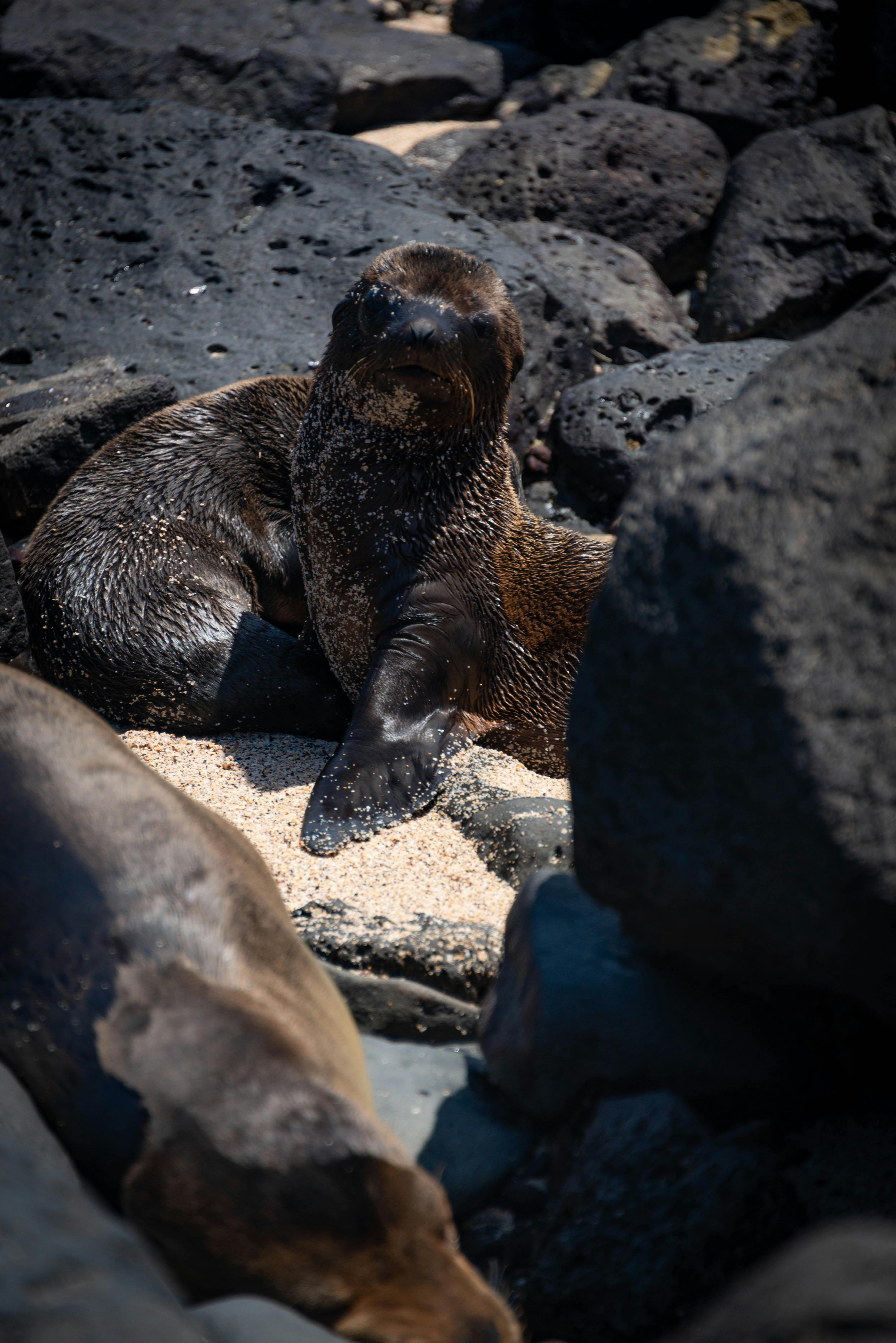 Ecuador Budget Travel Guide Galápagos Islands