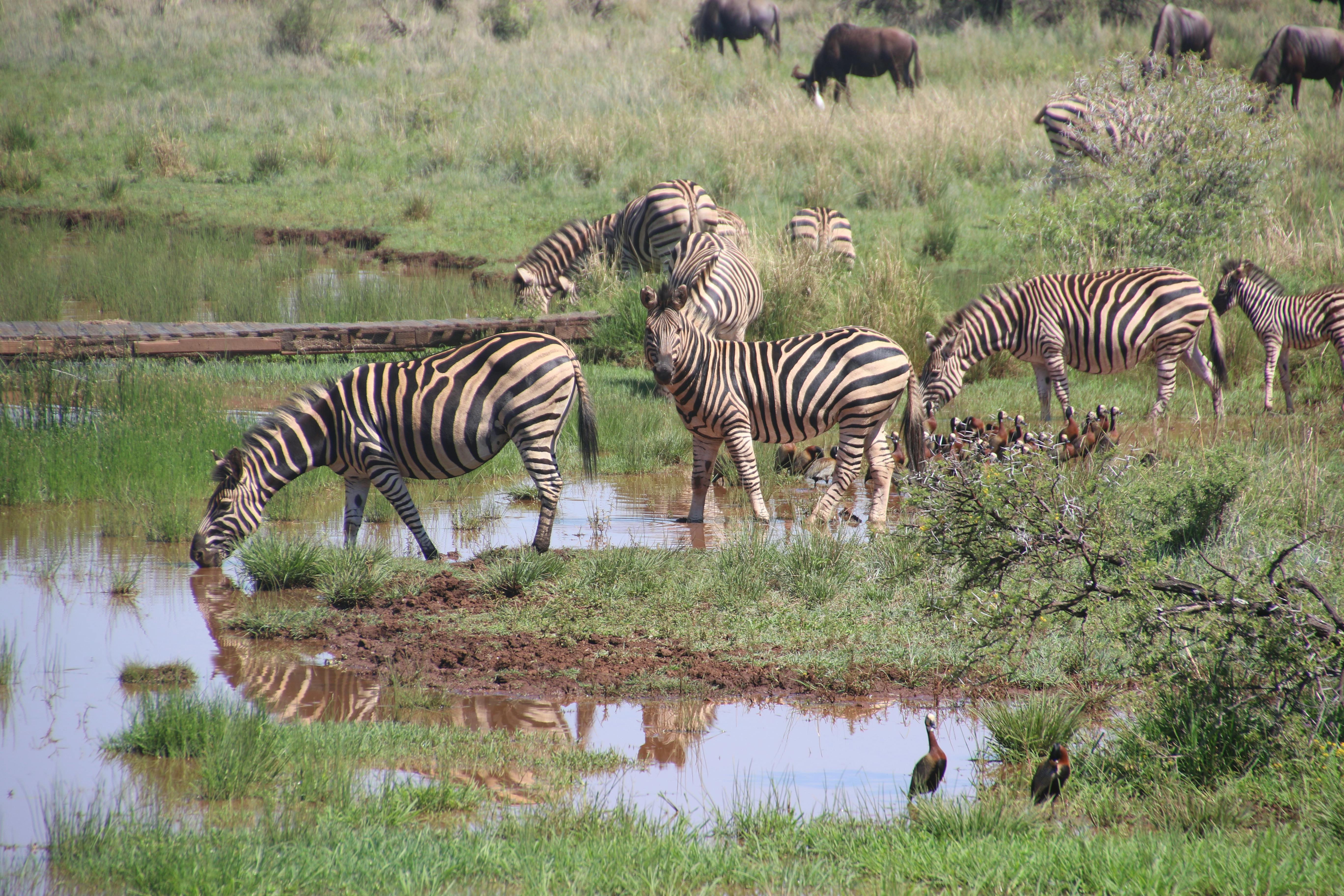Budget Tanzania Travel Guide Serengeti National Park