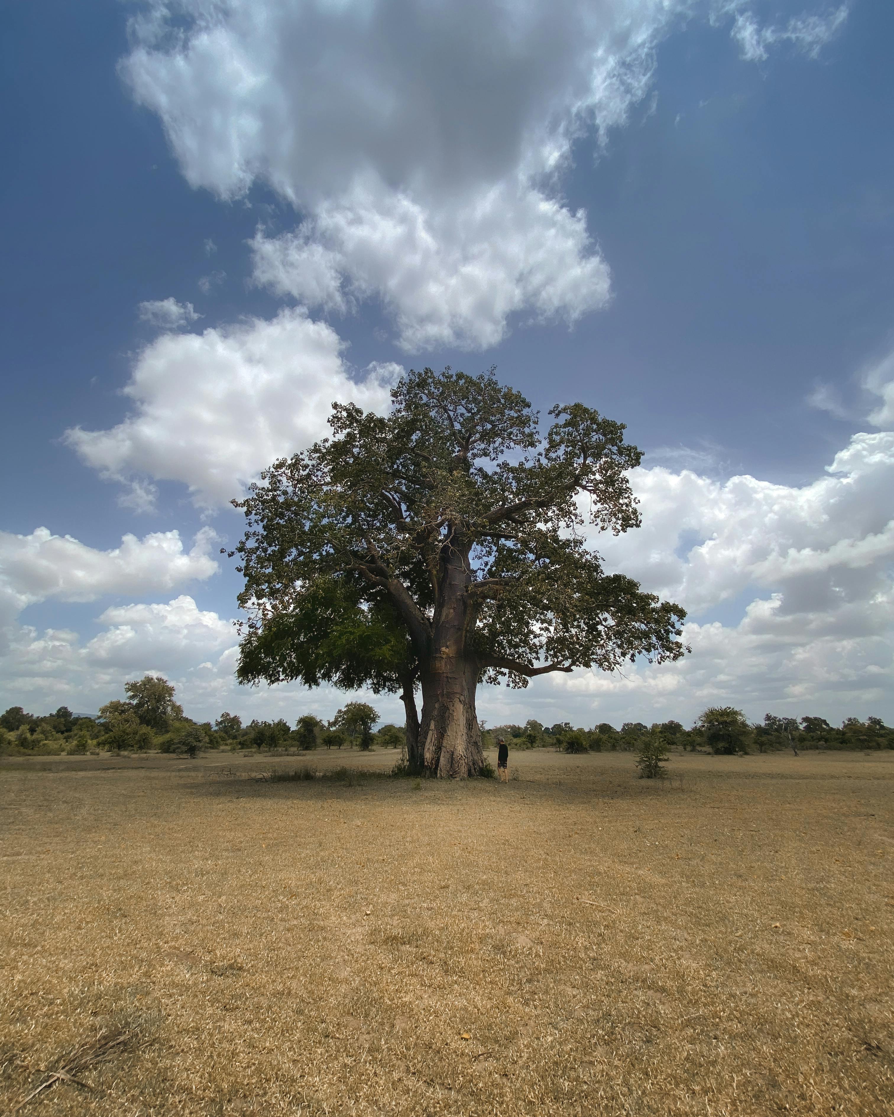Scenic view of Tanzania landscapes and wildlife